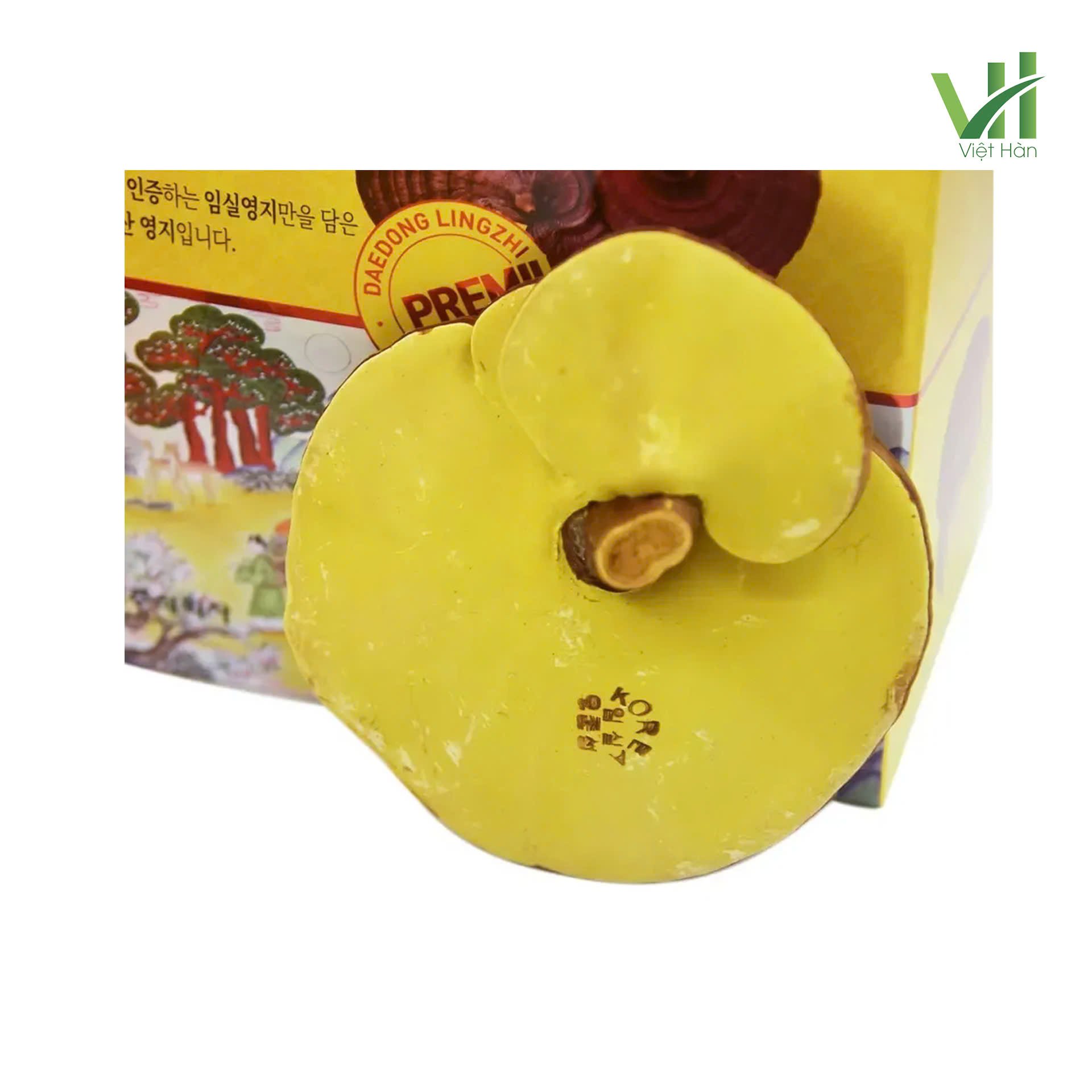 Nấm Linh Chi Daedong Hàn Quốc Hộp 1kg 6