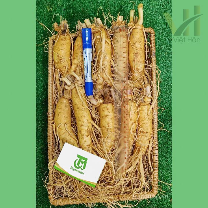 Sâm tươi Hàn Quốc 10 củ 1 kg – Sâm loại 1 9