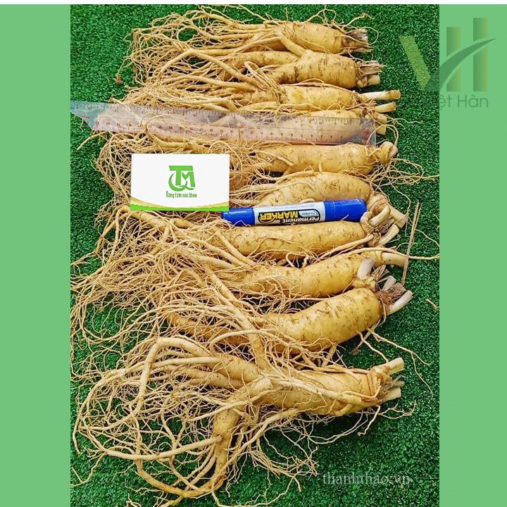 Sâm tươi Hàn Quốc 10 củ 1 kg – Sâm loại 1 4