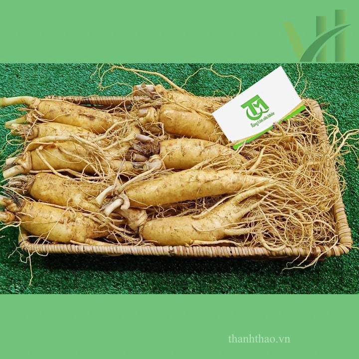 Sâm tươi Hàn Quốc 10 củ 1 kg – Sâm loại 1 7