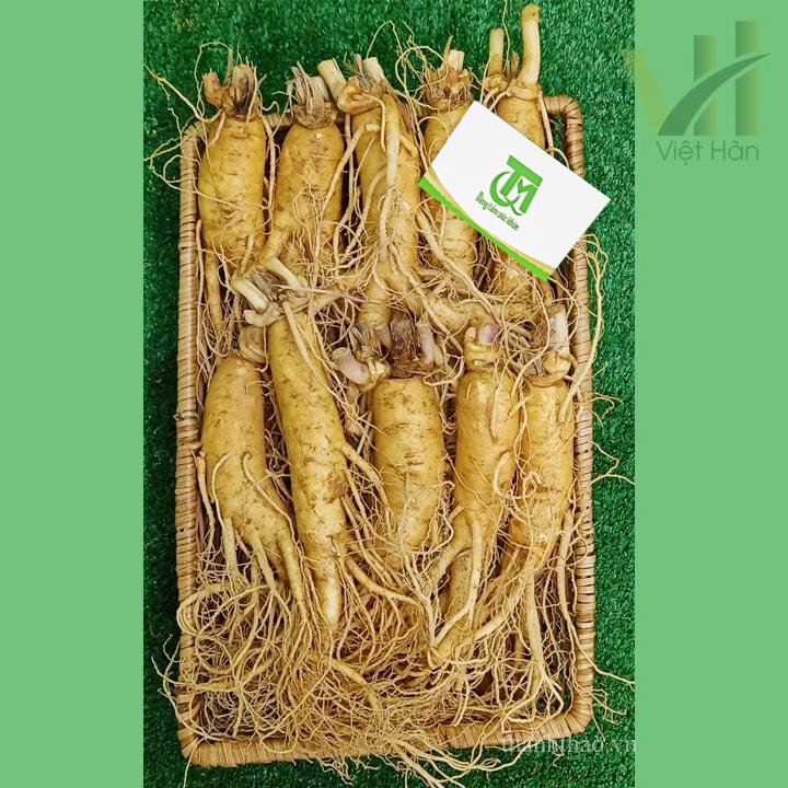 Sâm tươi Hàn Quốc 10 củ 1 kg – Sâm loại 1 10
