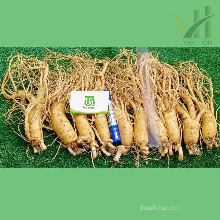 Sâm tươi Hàn Quốc 10 củ 1 kg – Sâm loại 1 3