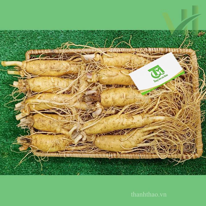 Sâm tươi Hàn Quốc 10 củ 1 kg – Sâm loại 1 6