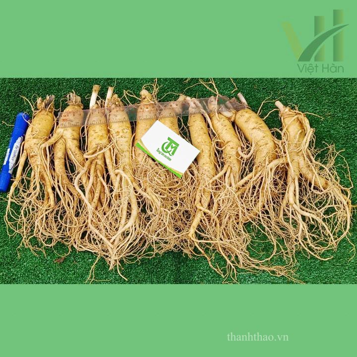 Sâm tươi Hàn Quốc 10 củ 1 kg – Sâm loại 1 5