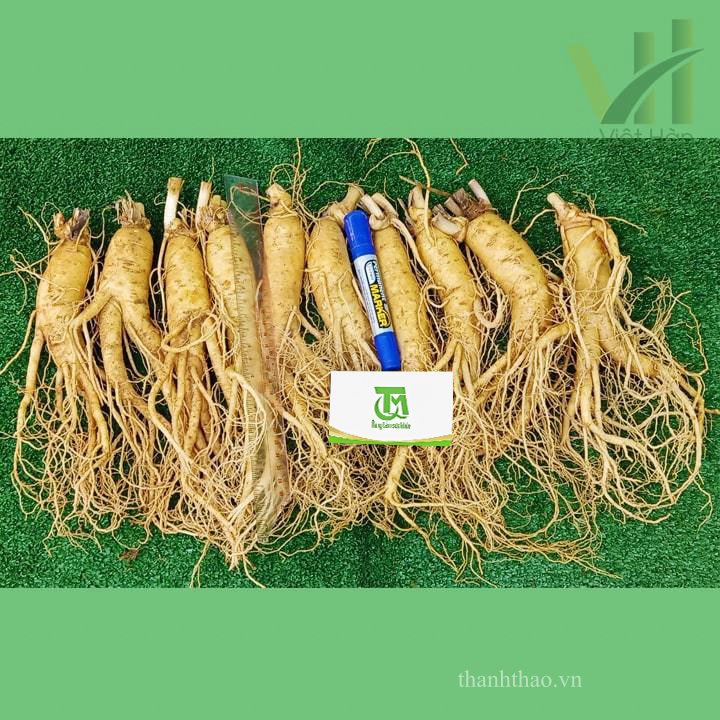Sâm tươi Hàn Quốc 10 củ 1 kg – Sâm loại 1 2