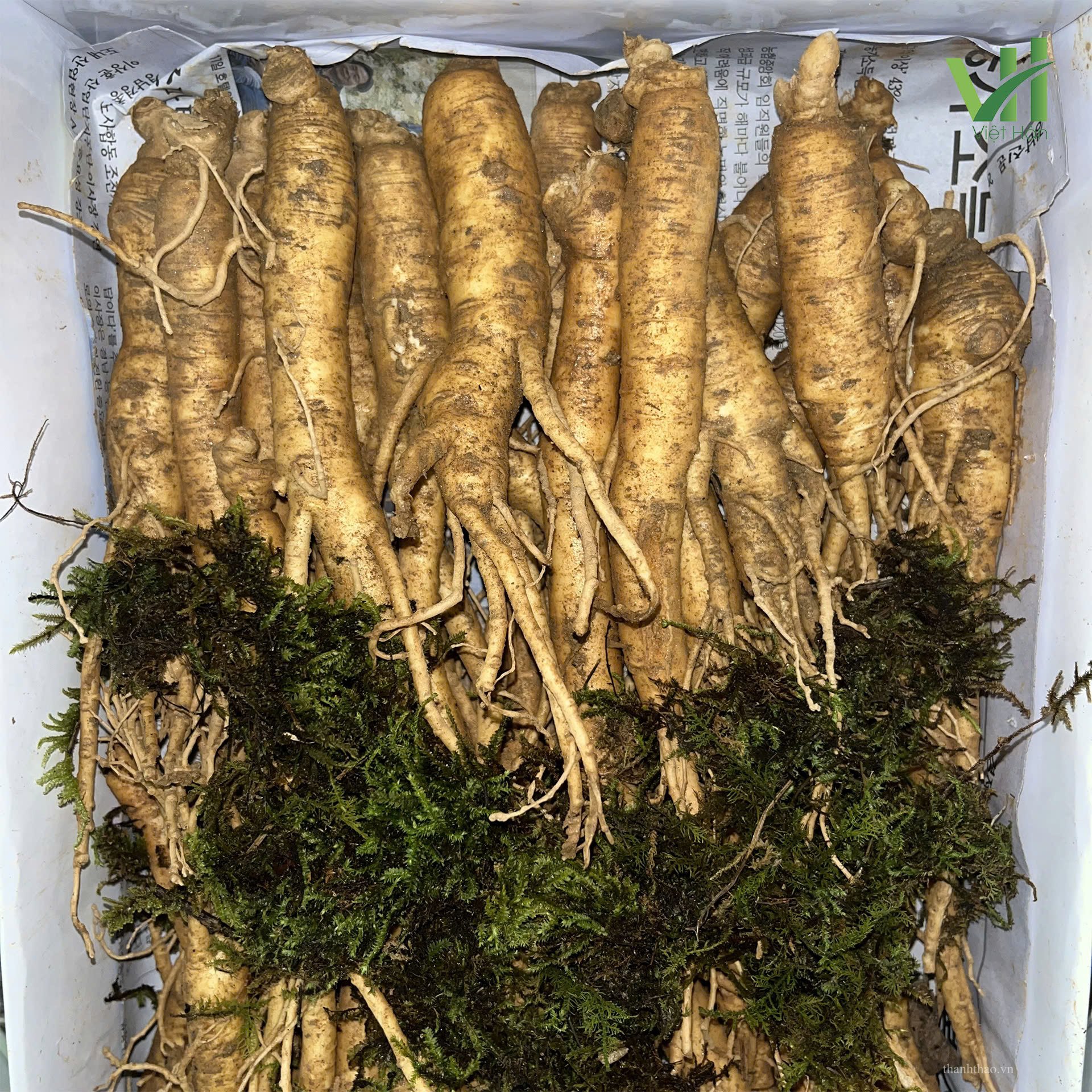 Sâm tươi Hàn Quốc 20 củ 1 kg – Sâm loại 1 có thân đẹp chắc 3