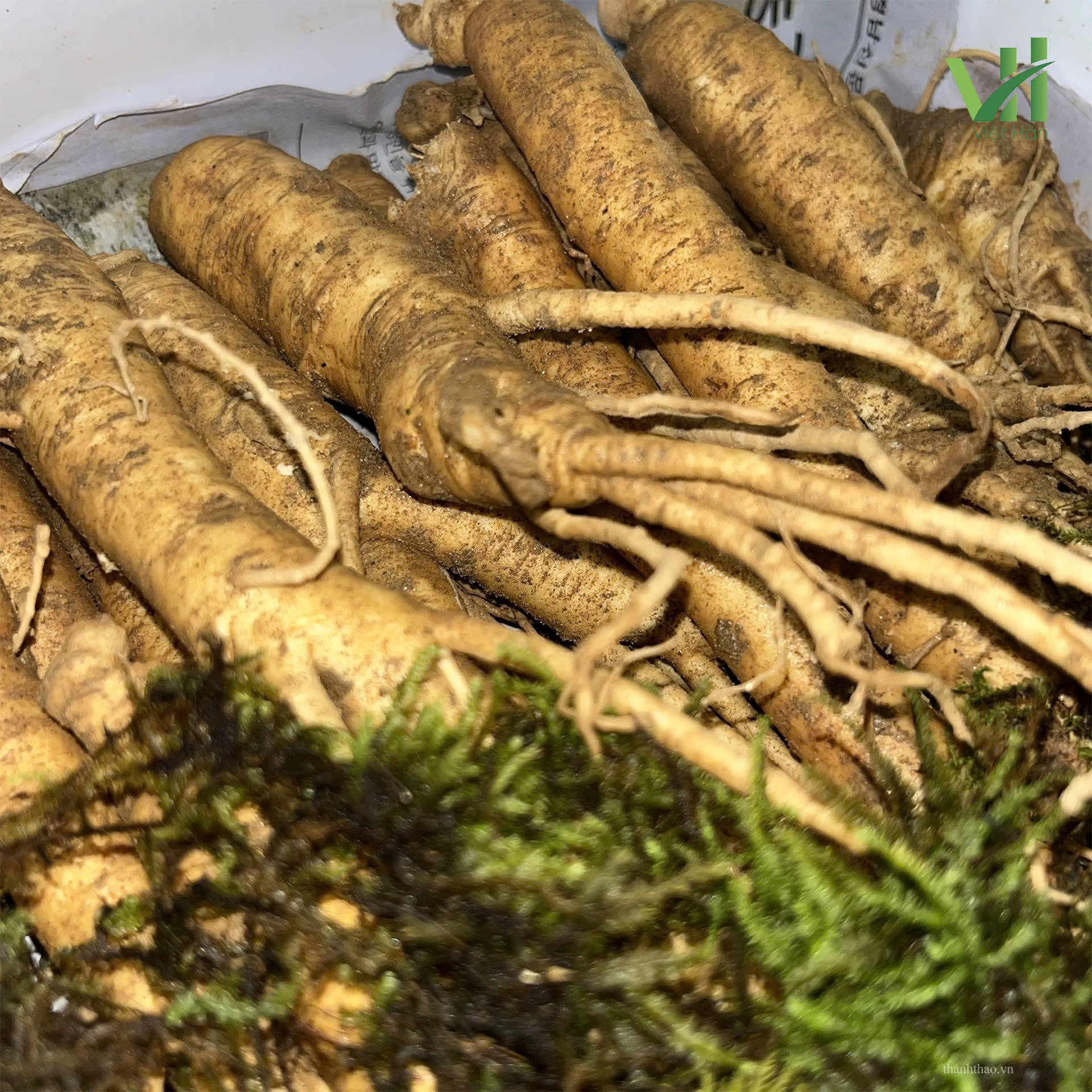 Sâm tươi Hàn Quốc 20 củ 1 kg – Sâm loại 1 có thân đẹp chắc 4