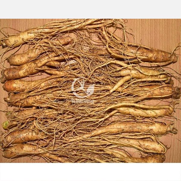 Sâm tươi Hàn Quốc 20 củ 1 kg – Sâm loại 1 có thân đẹp chắc 5