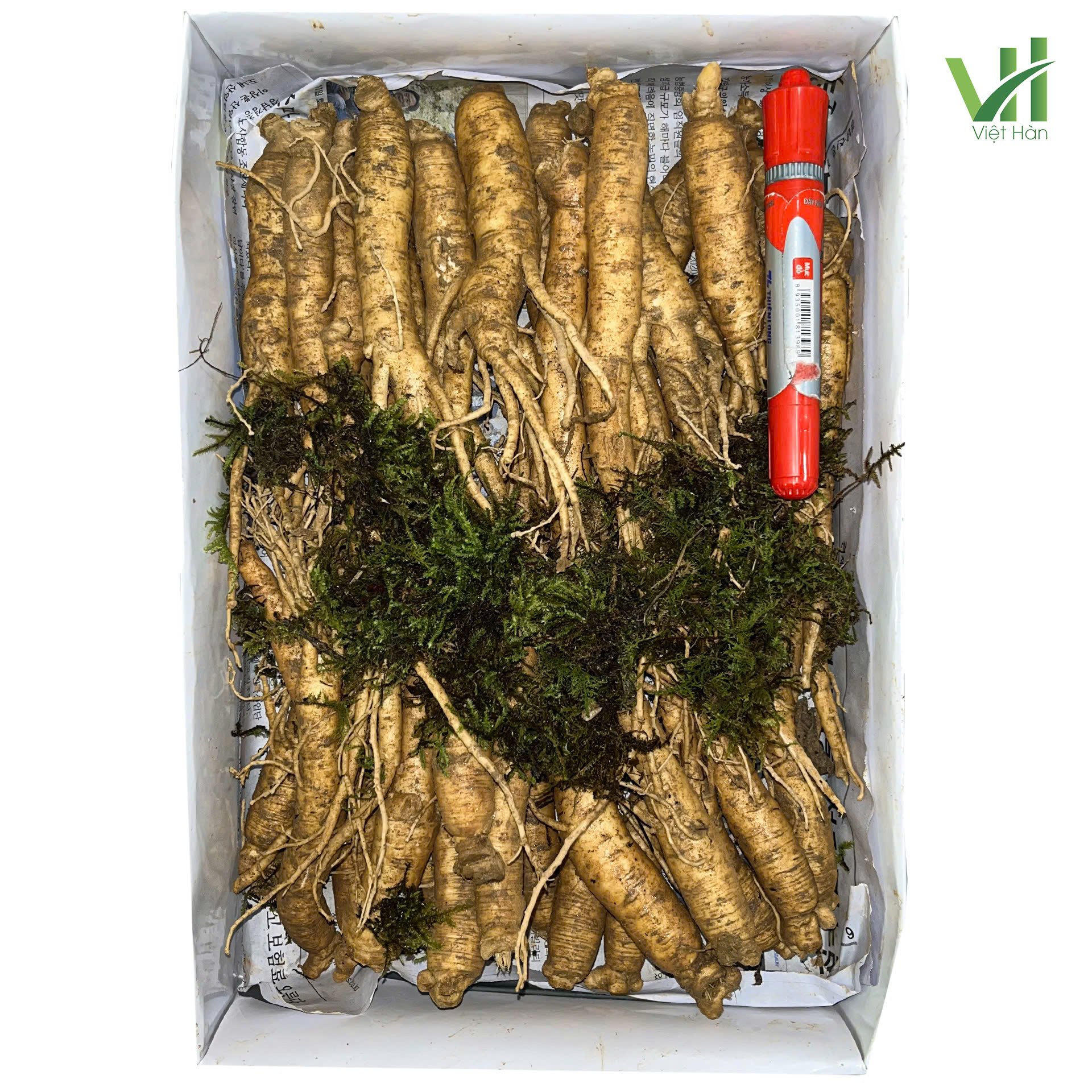 Sâm tươi Hàn Quốc 20 củ 1 kg – Sâm loại 1 có thân đẹp chắc 2