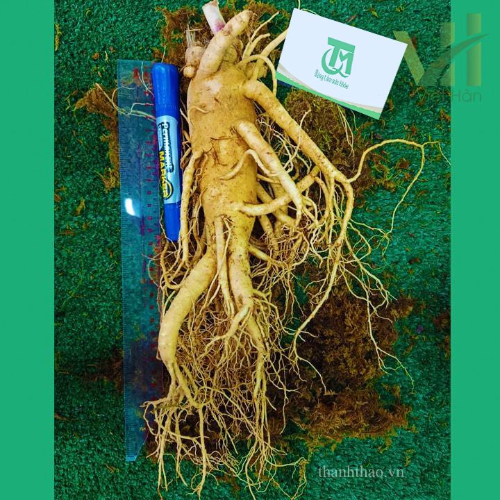 Sâm tươi Hàn Quốc 3 củ 1 kg – Sâm loại 1 củ đẹp 7