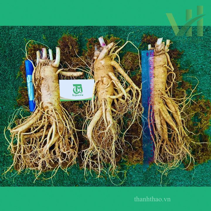 Sâm tươi Hàn Quốc 3 củ 1 kg – Sâm loại 1 củ đẹp 2