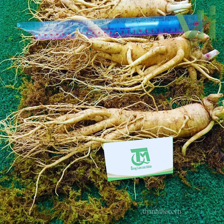 Sâm tươi Hàn Quốc 3 củ 1 kg – Sâm loại 1 củ đẹp 5
