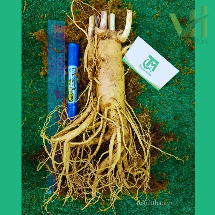 Sâm tươi Hàn Quốc 3 củ 1 kg – Sâm loại 1 củ đẹp 9