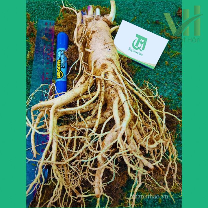 Sâm tươi Hàn Quốc 3 củ 1 kg – Sâm loại 1 củ đẹp 10