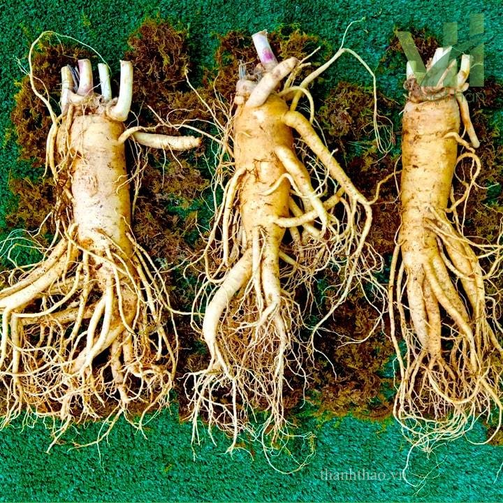 Sâm tươi Hàn Quốc 3 củ 1 kg – Sâm loại 1 củ đẹp