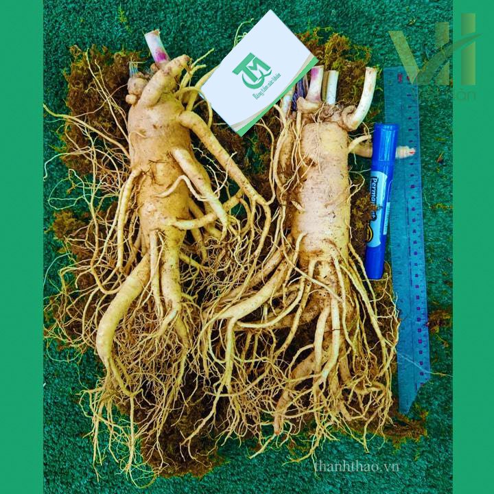 Sâm tươi Hàn Quốc 3 củ 1 kg – Sâm loại 1 củ đẹp 11
