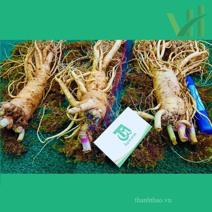 Sâm tươi Hàn Quốc 3 củ 1 kg – Sâm loại 1 củ đẹp 4