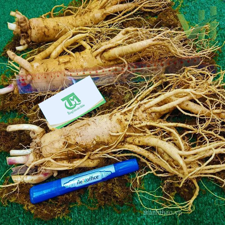 Sâm tươi Hàn Quốc 3 củ 1 kg – Sâm loại 1 củ đẹp 3
