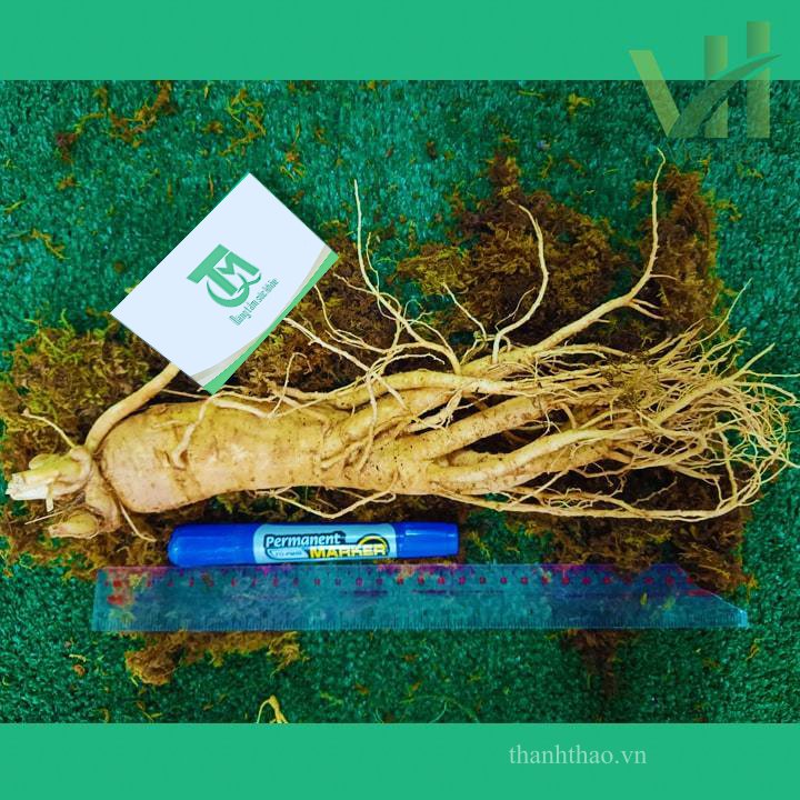 Sâm tươi Hàn Quốc 3 củ 1 kg – Sâm loại 1 củ đẹp 8