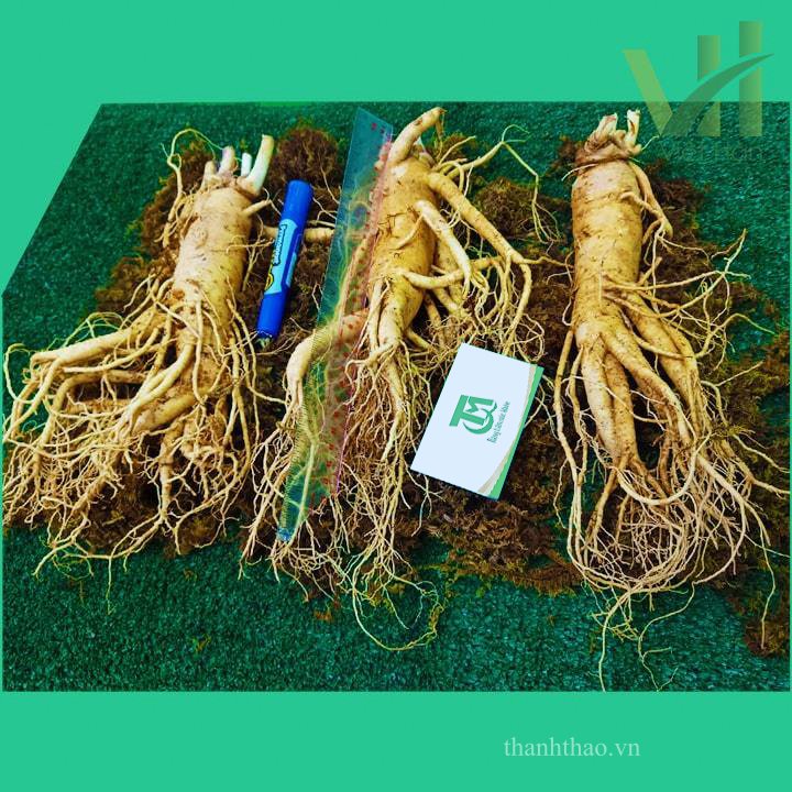 Sâm tươi Hàn Quốc 3 củ 1 kg – Sâm loại 1 củ đẹp 6