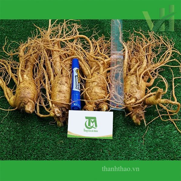 Sâm tươi Hàn Quốc 4 củ 1 Kg – Sâm loại 1 hàng xách tay 4