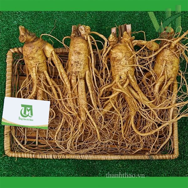 Sâm tươi Hàn Quốc 4 củ 1 Kg – Sâm loại 1 hàng xách tay 7