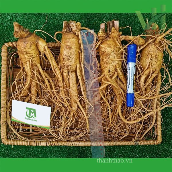 Sâm tươi Hàn Quốc 4 củ 1 Kg – Sâm loại 1 hàng xách tay 8