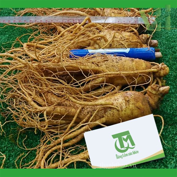 Sâm tươi Hàn Quốc 4 củ 1 Kg – Sâm loại 1 hàng xách tay 6