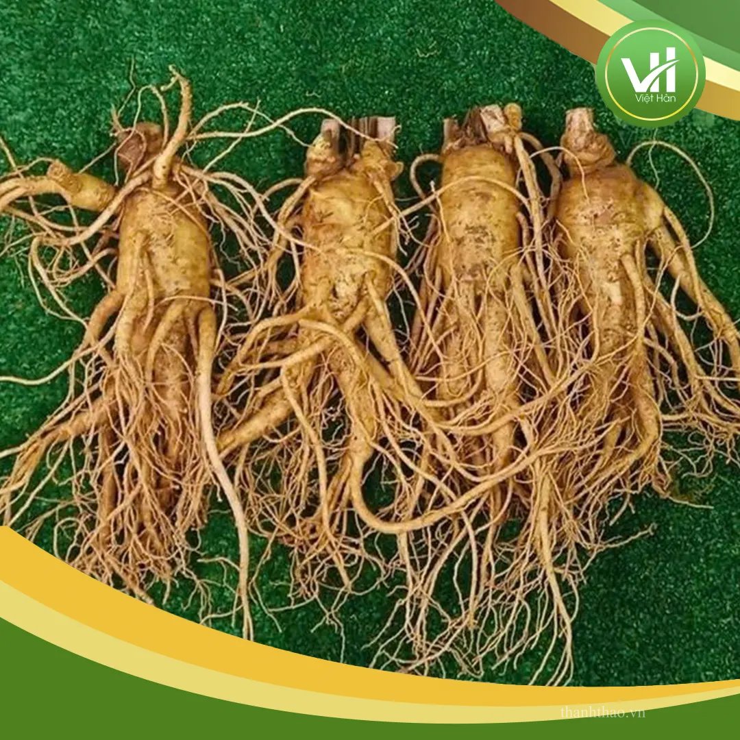 Sâm tươi Hàn Quốc 4 củ 1 Kg – Sâm loại 1 hàng xách tay