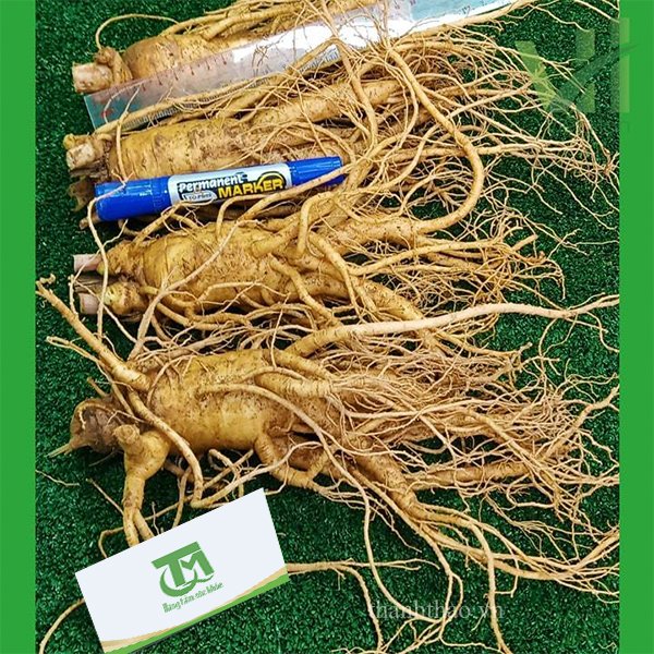 Sâm tươi Hàn Quốc 4 củ 1 Kg – Sâm loại 1 hàng xách tay 3