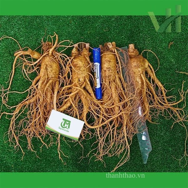 Sâm tươi Hàn Quốc 4 củ 1 Kg – Sâm loại 1 hàng xách tay 2
