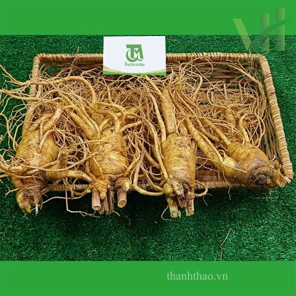 Sâm tươi Hàn Quốc 4 củ 1 Kg – Sâm loại 1 hàng xách tay 9