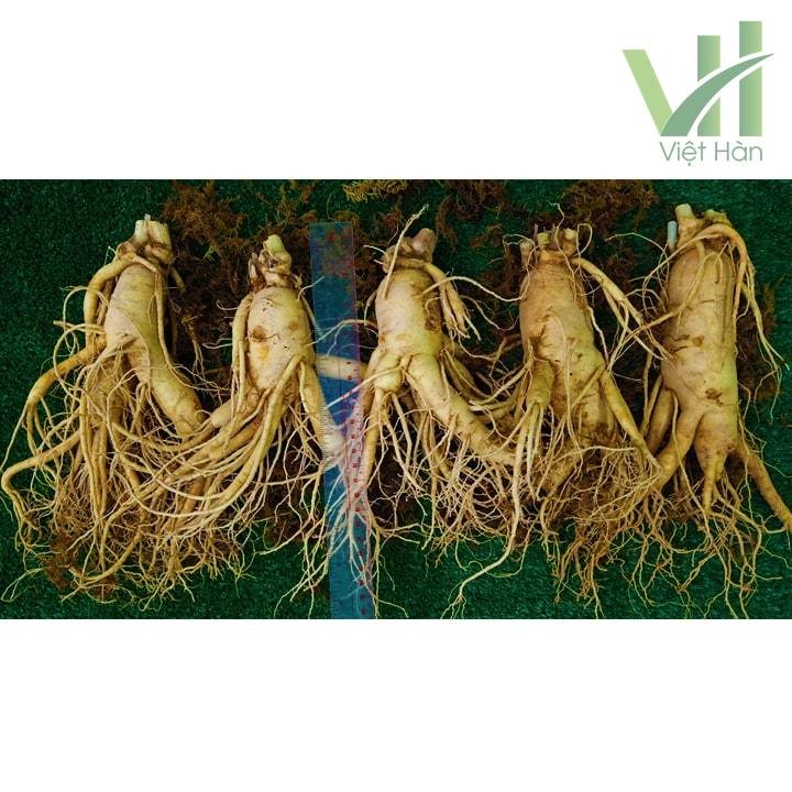 Sâm Tươi Hàn Quốc 5 củ 1 kg – Sâm loại 1 7
