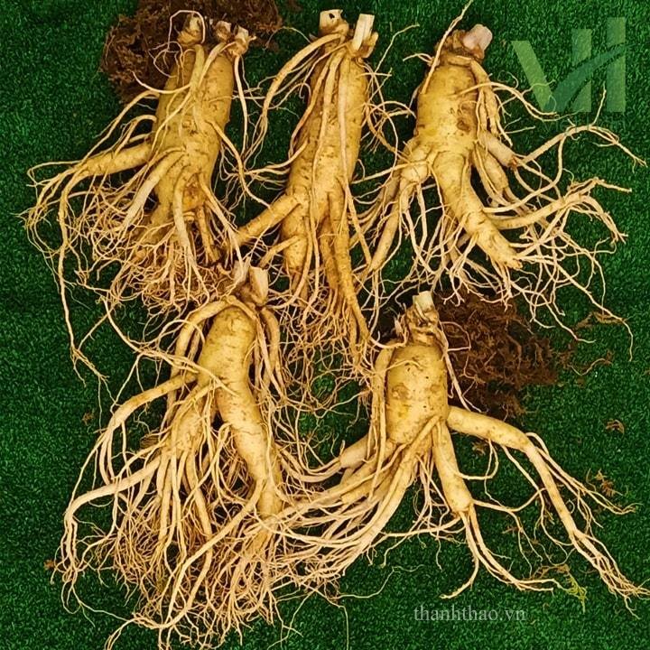 Sâm Tươi Hàn Quốc 5 củ 1 kg – Sâm loại 1