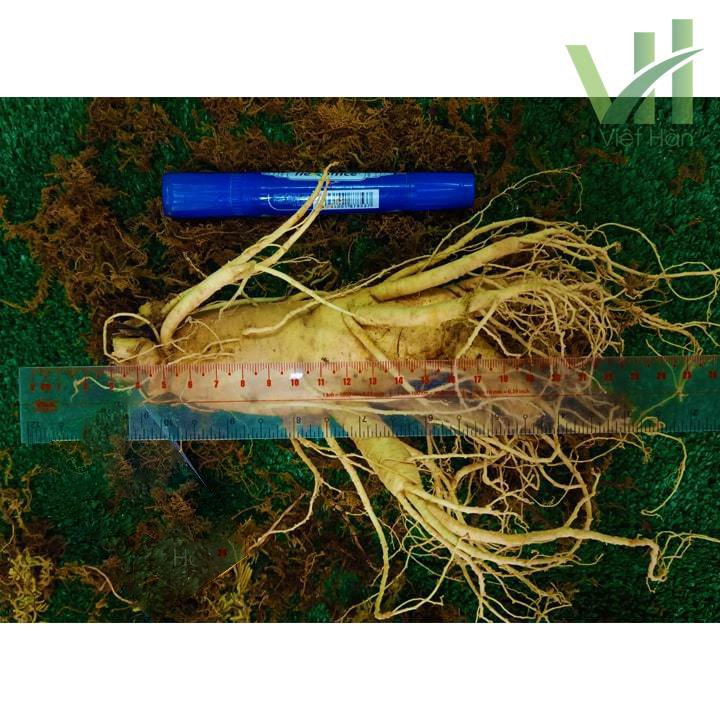 Sâm Tươi Hàn Quốc 5 củ 1 kg – Sâm loại 1 10