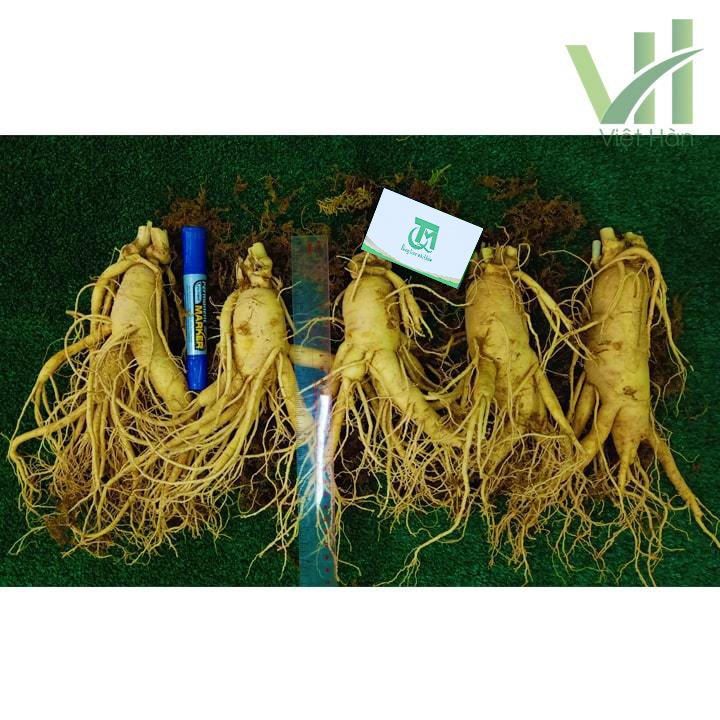 Sâm Tươi Hàn Quốc 5 củ 1 kg – Sâm loại 1 8