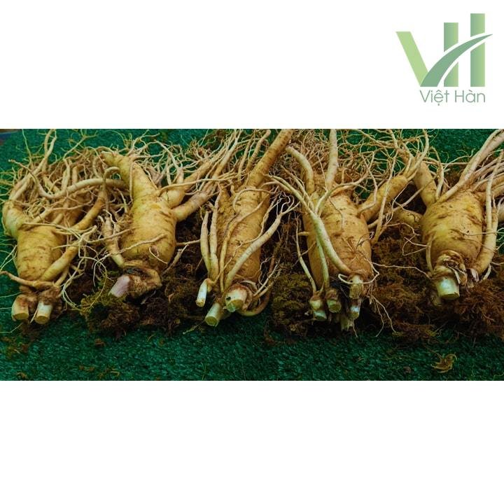 Sâm Tươi Hàn Quốc 5 củ 1 kg – Sâm loại 1 5