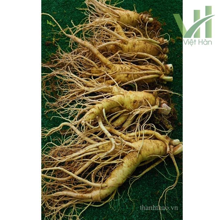 Sâm Tươi Hàn Quốc 5 củ 1 kg – Sâm loại 1 4