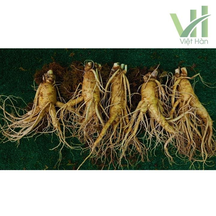 Sâm Tươi Hàn Quốc 5 củ 1 kg – Sâm loại 1 3