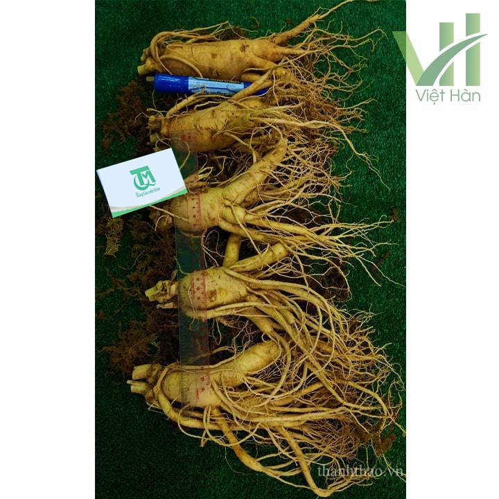 Sâm Tươi Hàn Quốc 5 củ 1 kg – Sâm loại 1 9