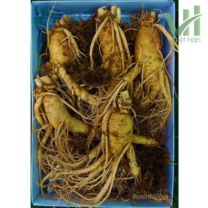 Sâm Tươi Hàn Quốc 5 củ 1 kg – Sâm loại 1 6