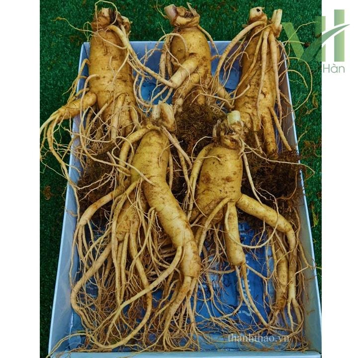 Sâm Tươi Hàn Quốc 5 củ 1 kg – Sâm loại 1 2