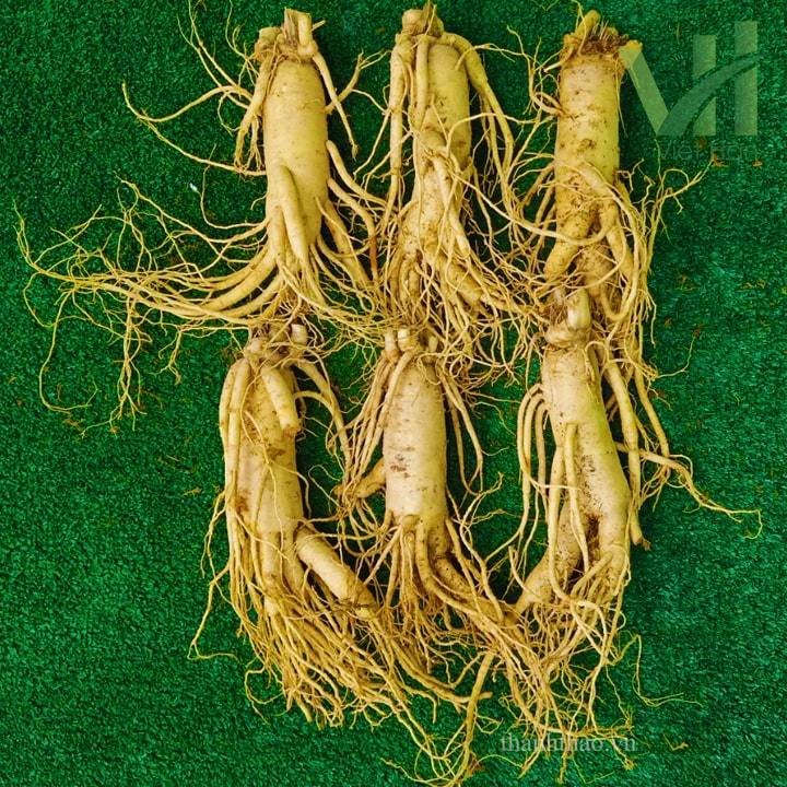 Sâm tươi Hàn Quốc 6 củ 1 kg – Sâm loại 1 quà biếu cho người thân
