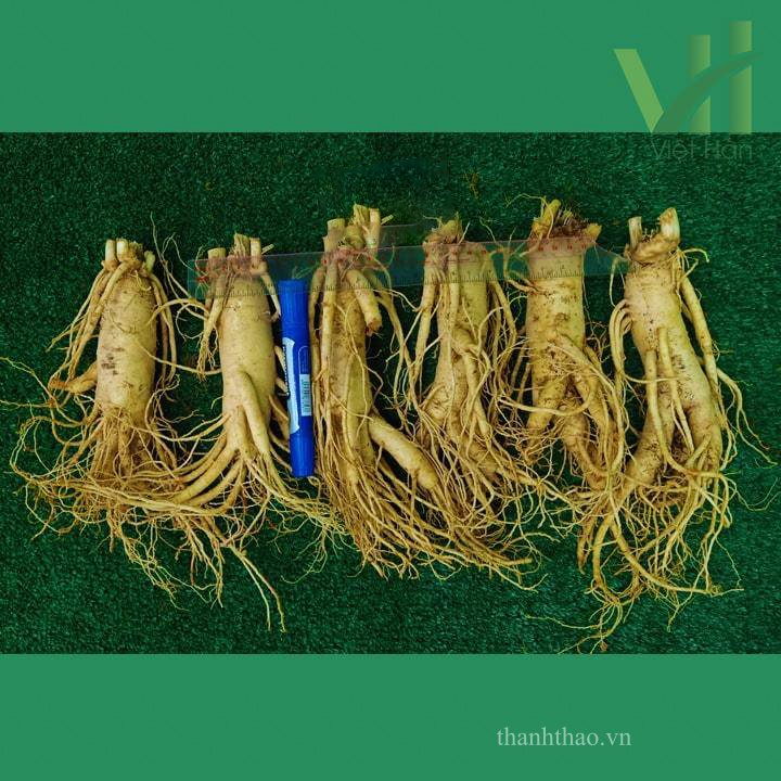 Sâm tươi Hàn Quốc 6 củ 1 kg – Sâm loại 1 quà biếu cho người thân 2
