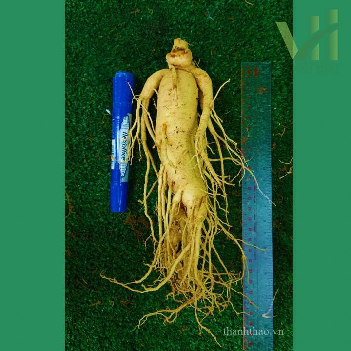 Sâm tươi Hàn Quốc 6 củ 1 kg – Sâm loại 1 quà biếu cho người thân 5