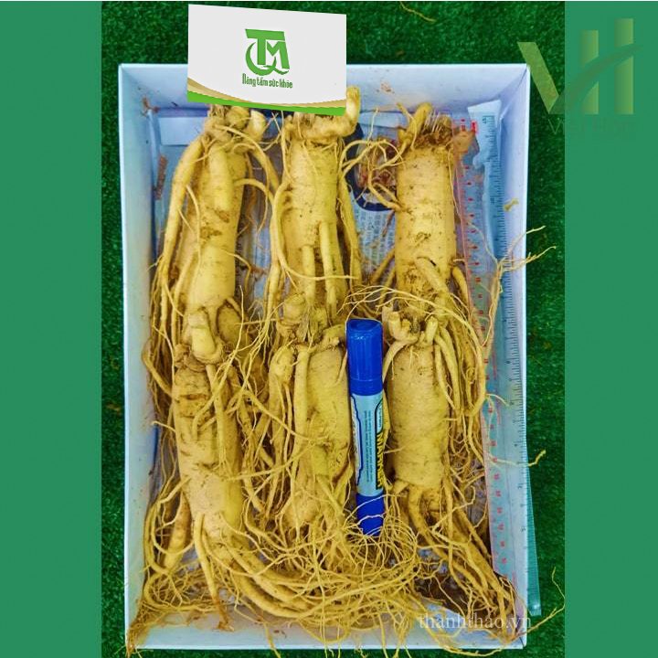 Sâm tươi Hàn Quốc 6 củ 1 kg – Sâm loại 1 quà biếu cho người thân 4