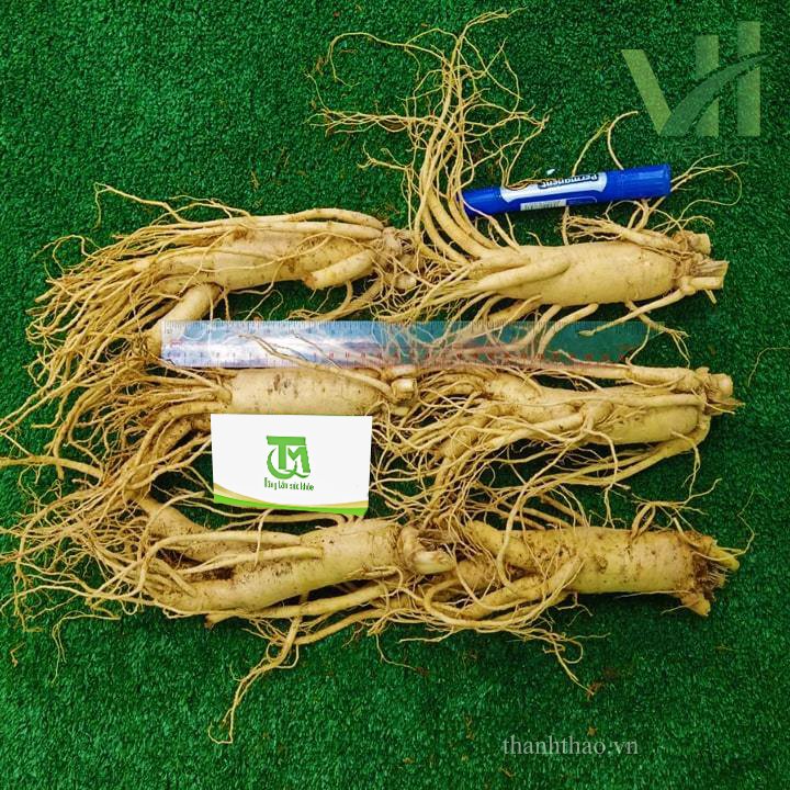 Sâm tươi Hàn Quốc 6 củ 1 kg – Sâm loại 1 quà biếu cho người thân 3