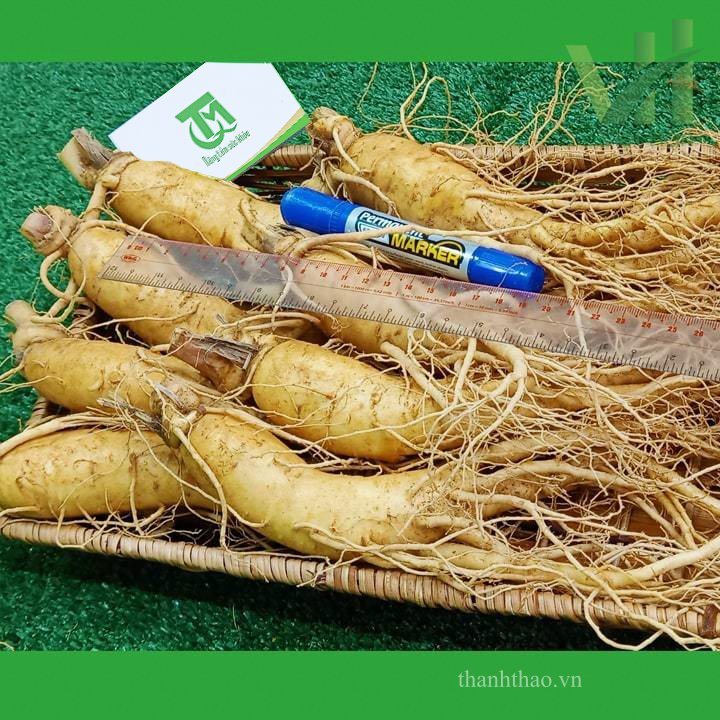 Sâm tươi Hàn Quốc 8 củ 1 kg – Sâm loại 1 10