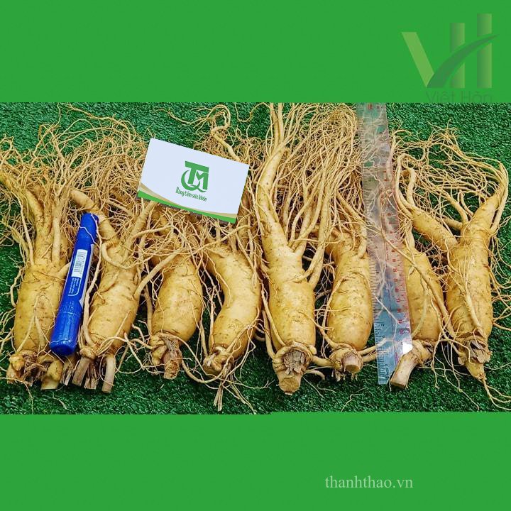 Sâm tươi Hàn Quốc 8 củ 1 kg – Sâm loại 1 7