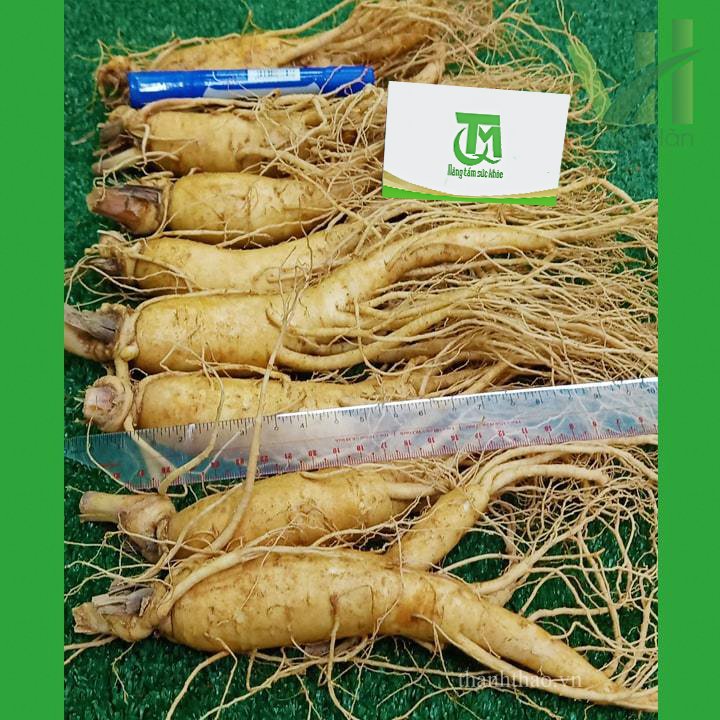 Sâm tươi Hàn Quốc 8 củ 1 kg – Sâm loại 1 6